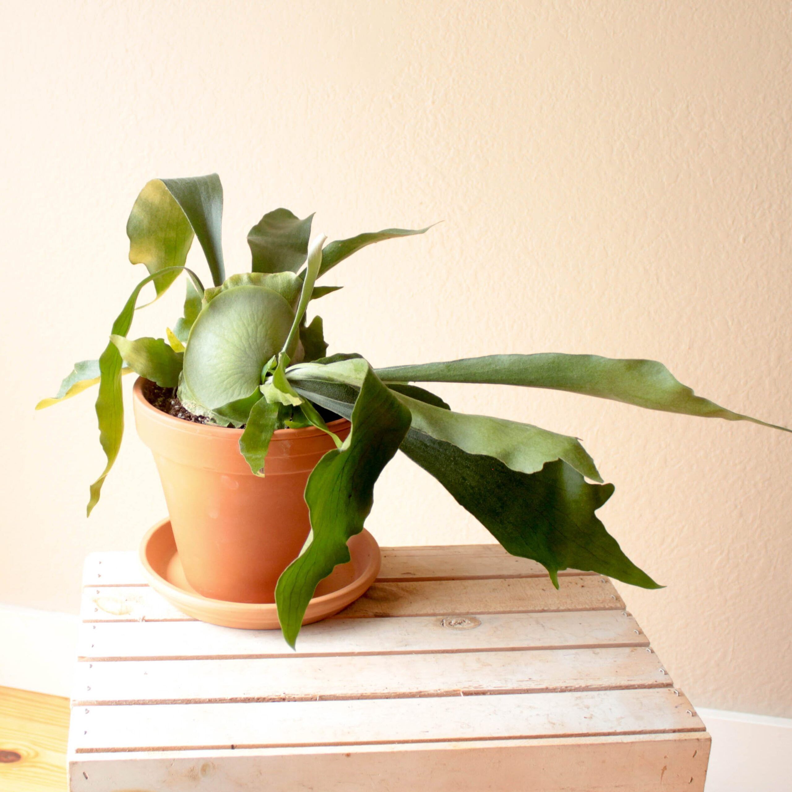 Staghorn Potted- 8" (OUT)