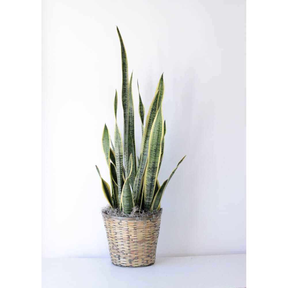 Sanseveria - 10" Plant