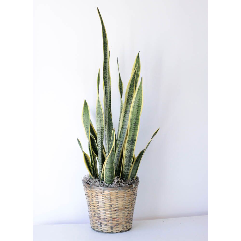 Sanseveria - 10" Plant