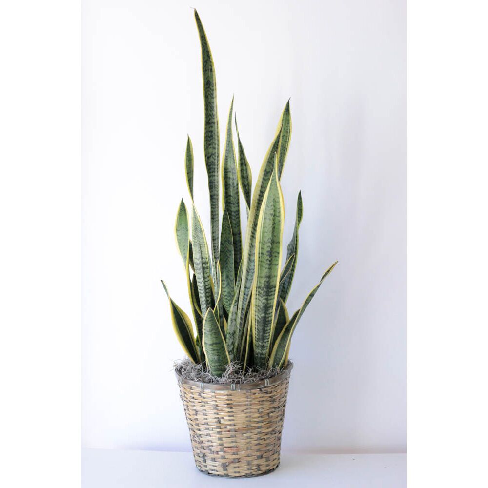 Sanseveria - 10" Plant