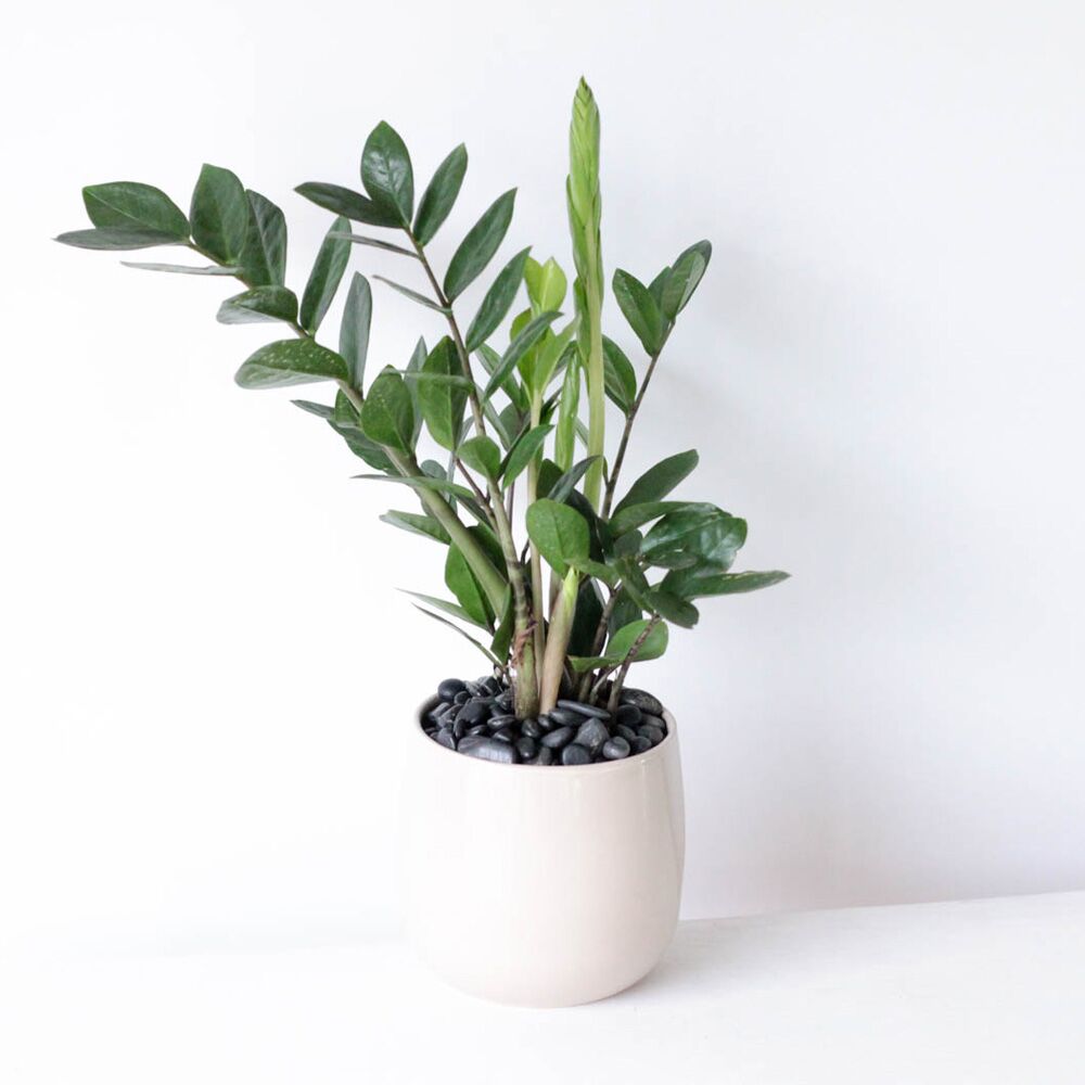 ZZ Plant - 4" Potted