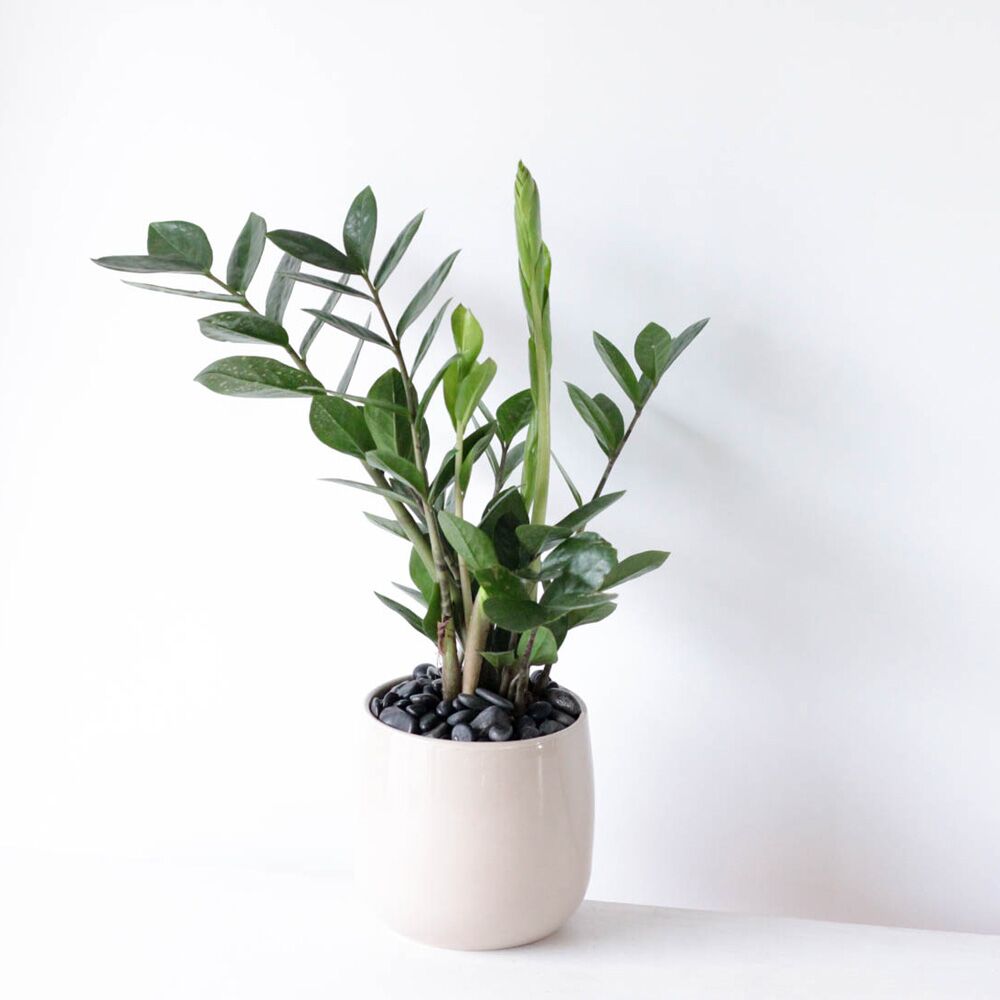 ZZ Plant - 4" Potted