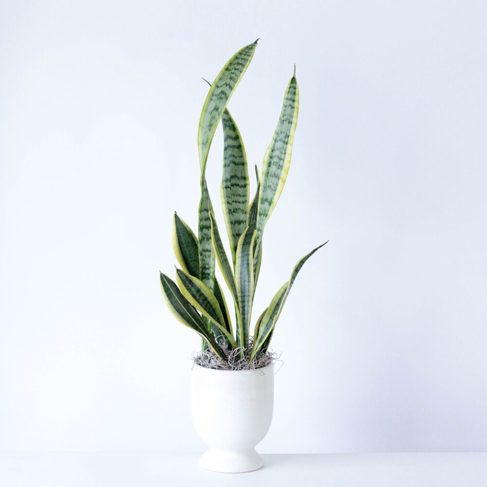 Potted Sansevieria - 4" X