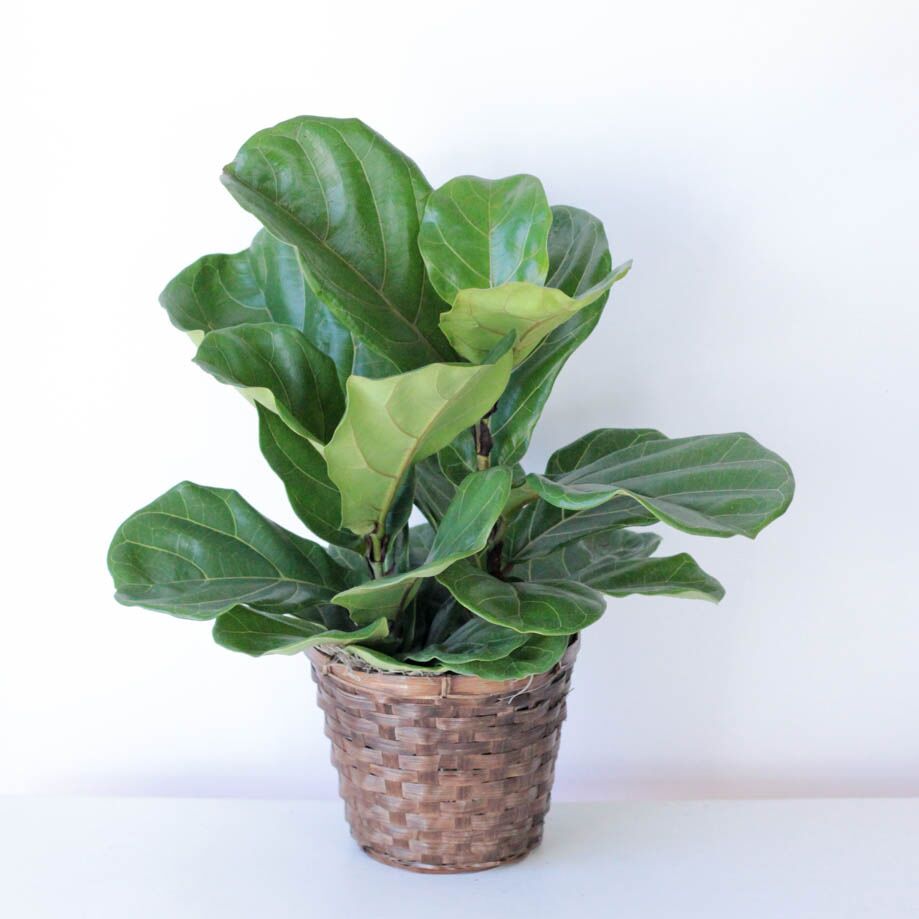 Fiddle Leaf Fig - 8" Plant