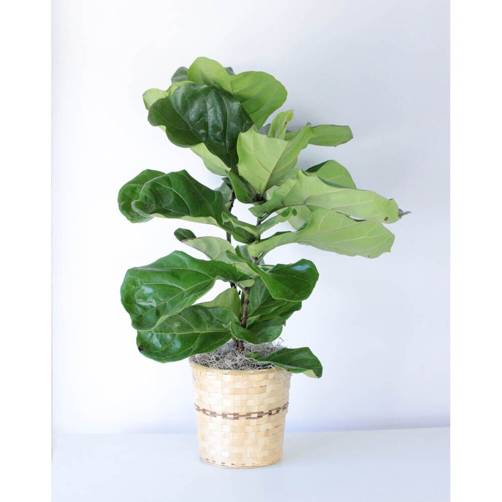 Fiddle Leaf Fig - 8" Plant