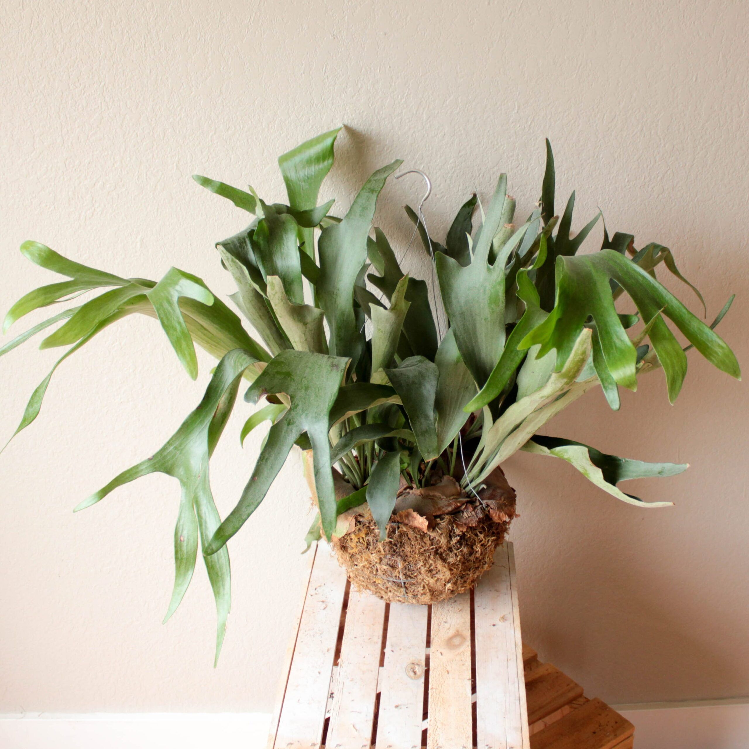 Staghorn Hanging- 10" OUT