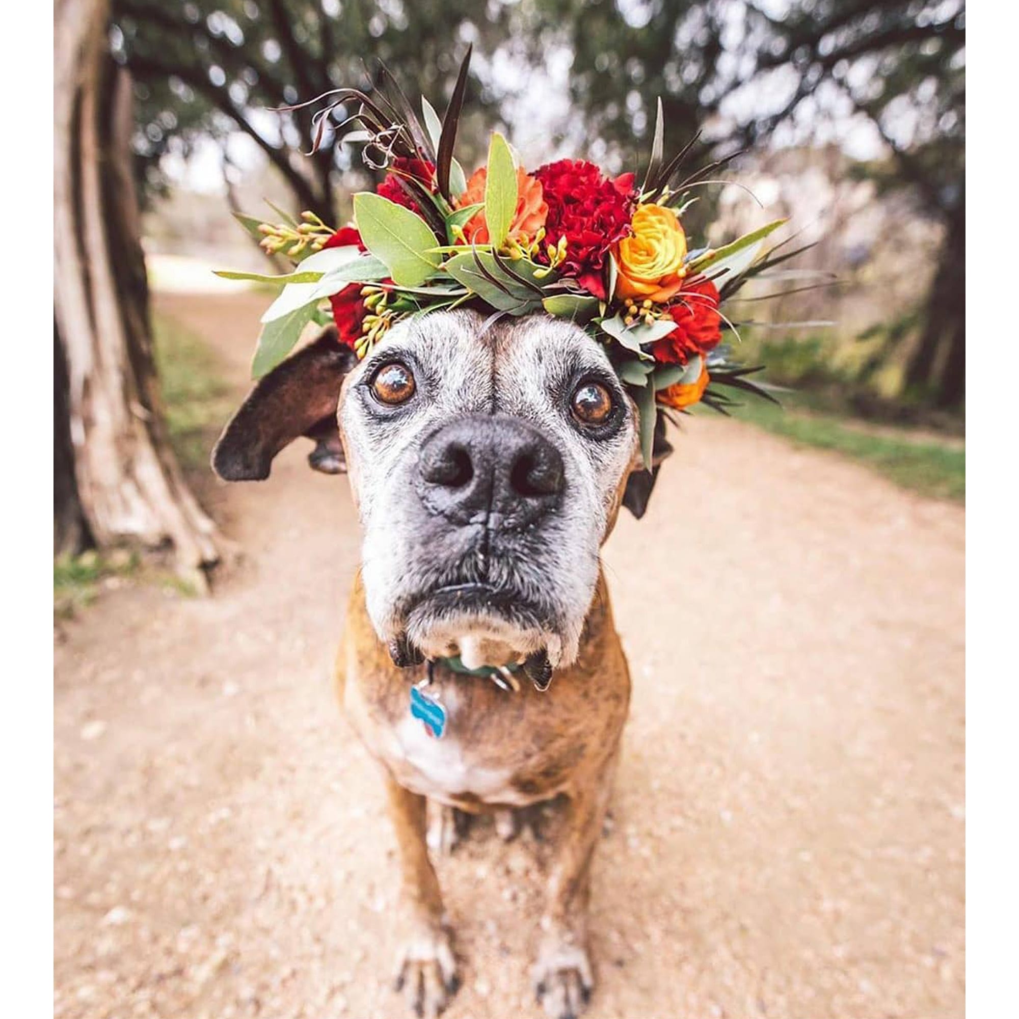 ZilkerBark! Dog Flower Crown - Image 8