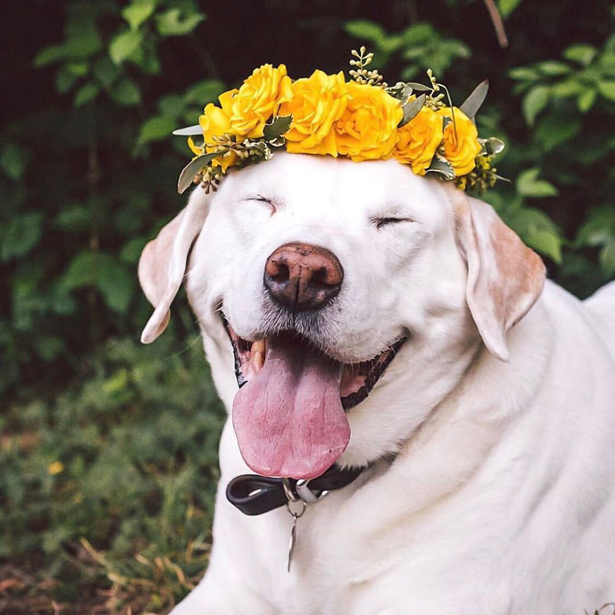 ZilkerBark! Dog Flower Crown - Image 6
