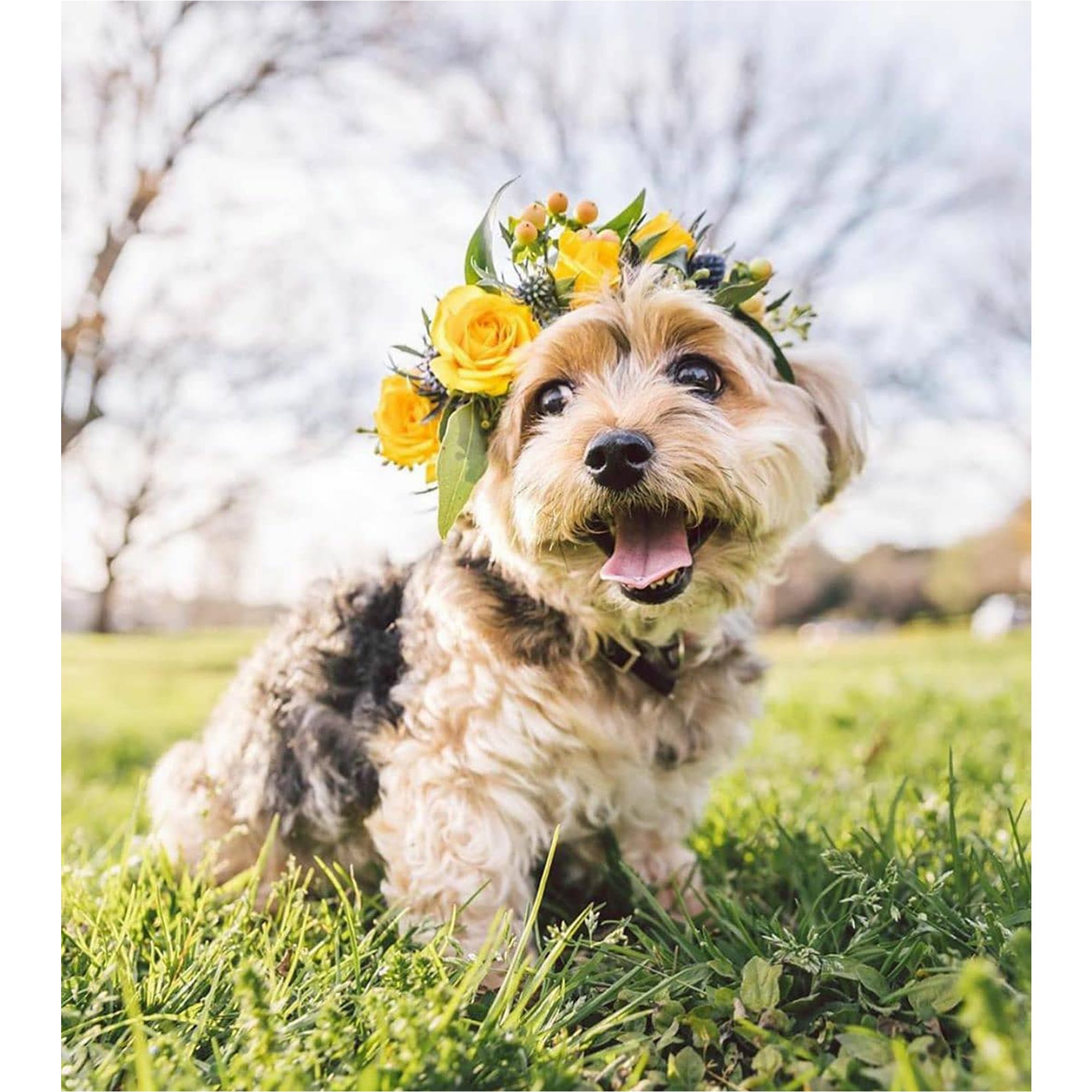 ZilkerBark! Dog Flower Crown - Image 3