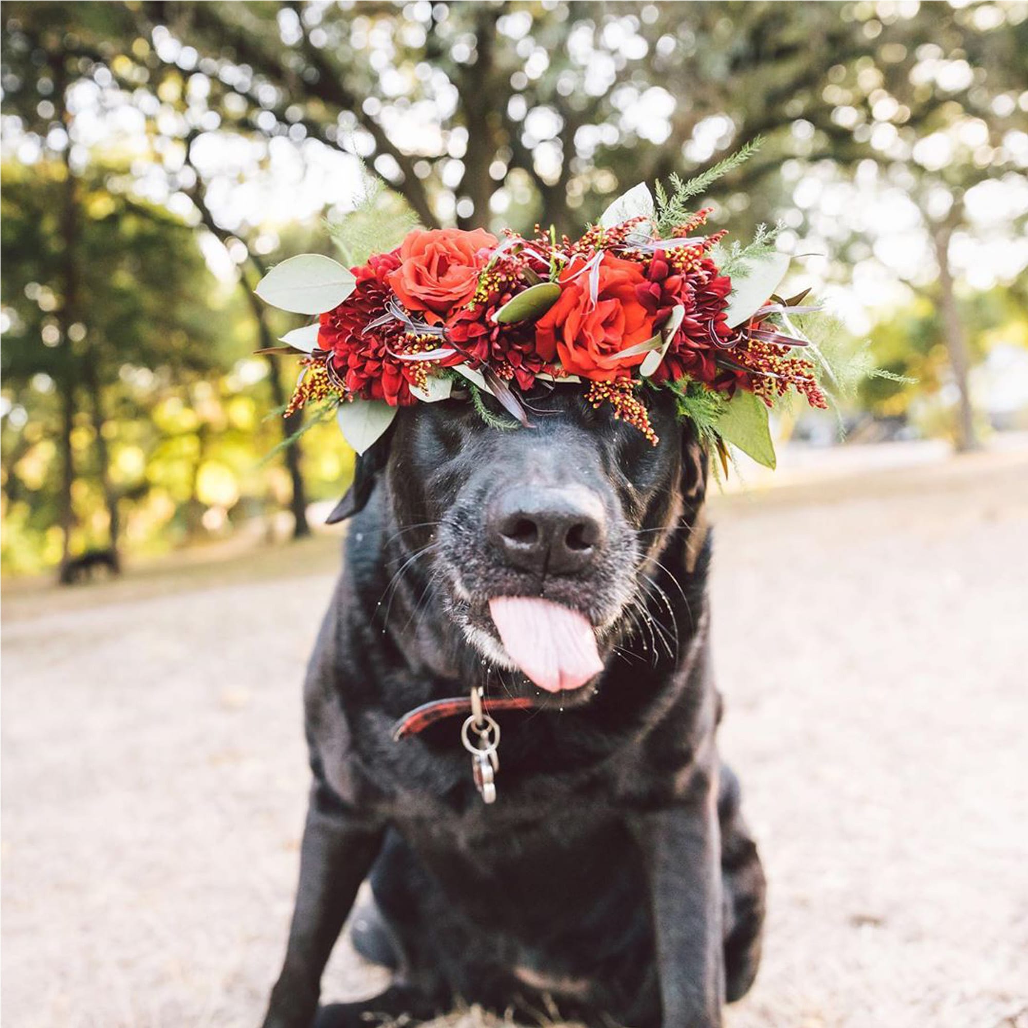 ZilkerBark! Dog Flower Crown - Image 7
