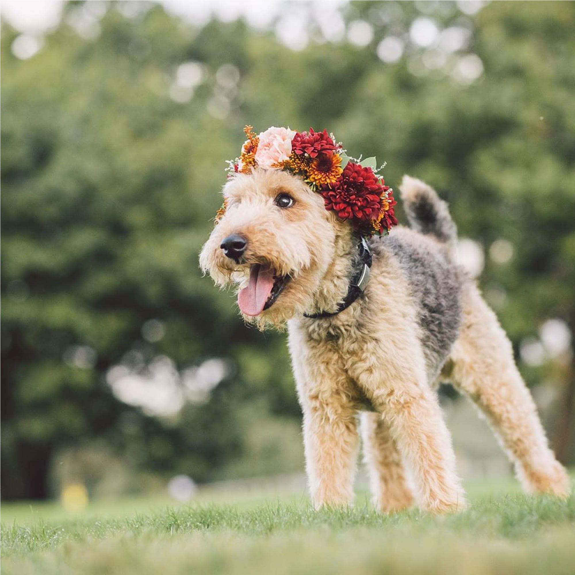 ZilkerBark! Dog Flower Crown - Image 5