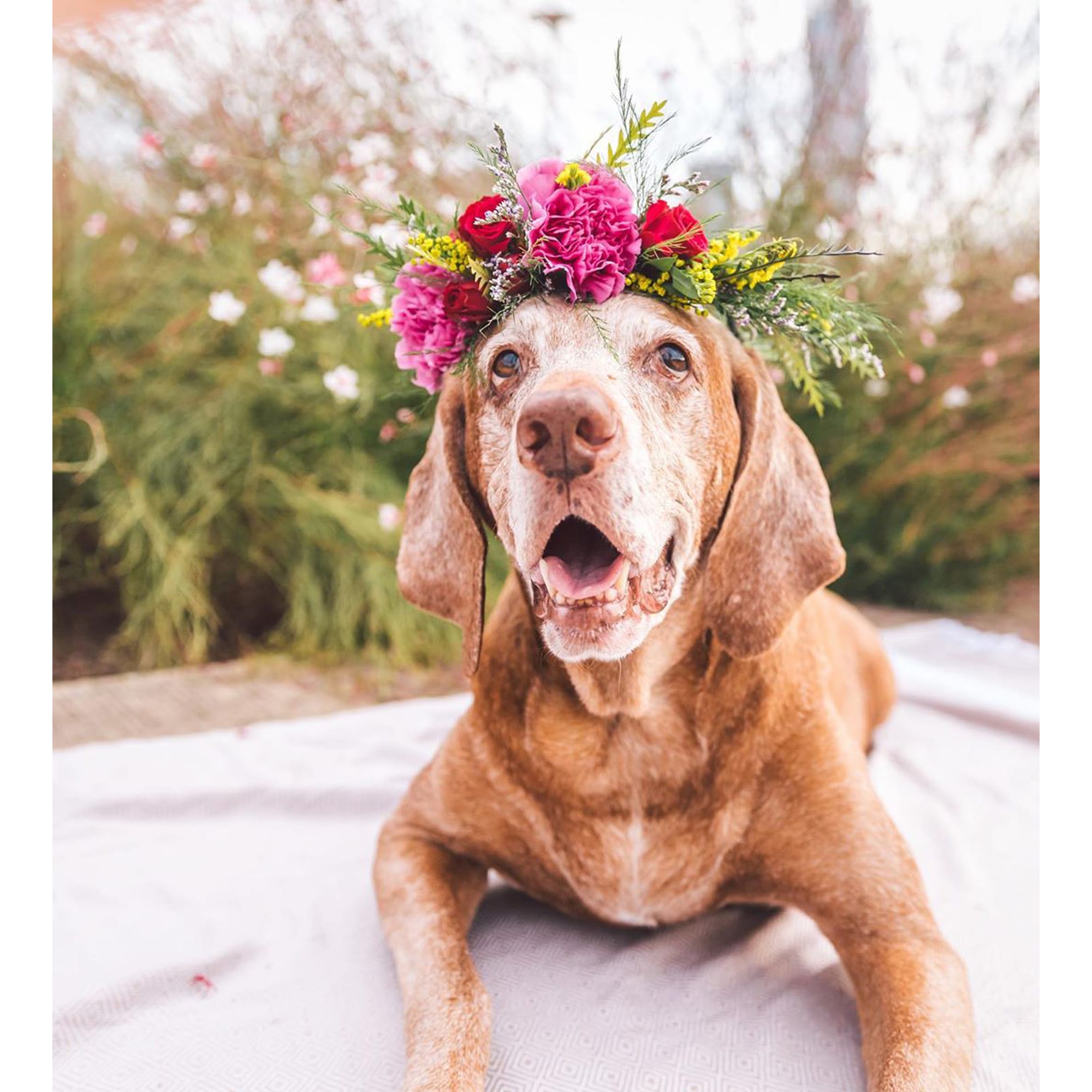 ZilkerBark! Dog Flower Crown - Image 4