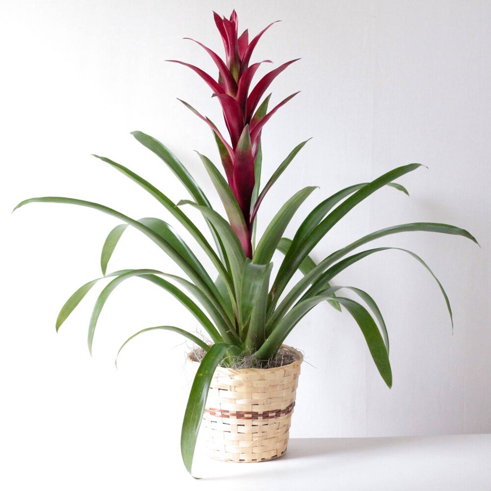 Bromeliad- 6\, image size:1000x1000
