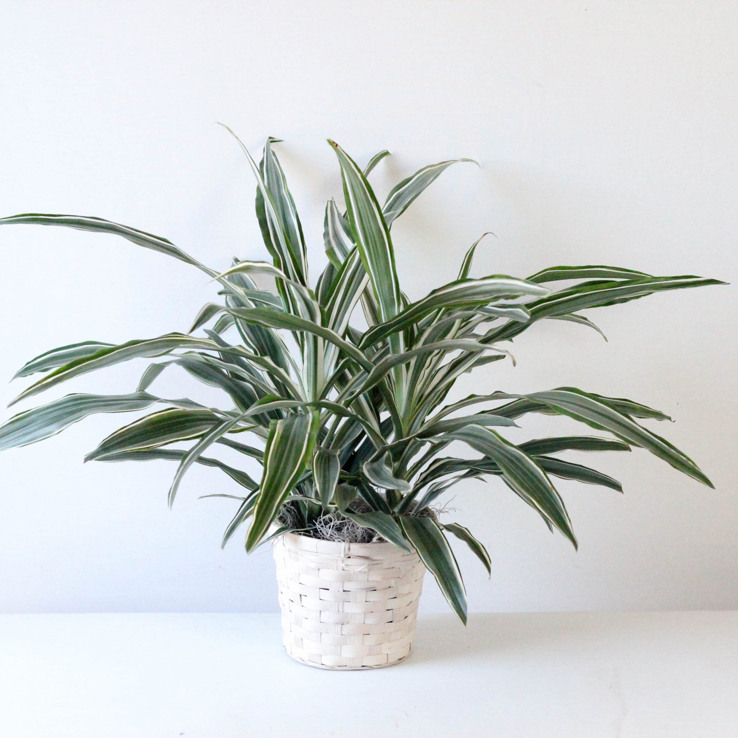Dracaena- 6" Fragrans X1