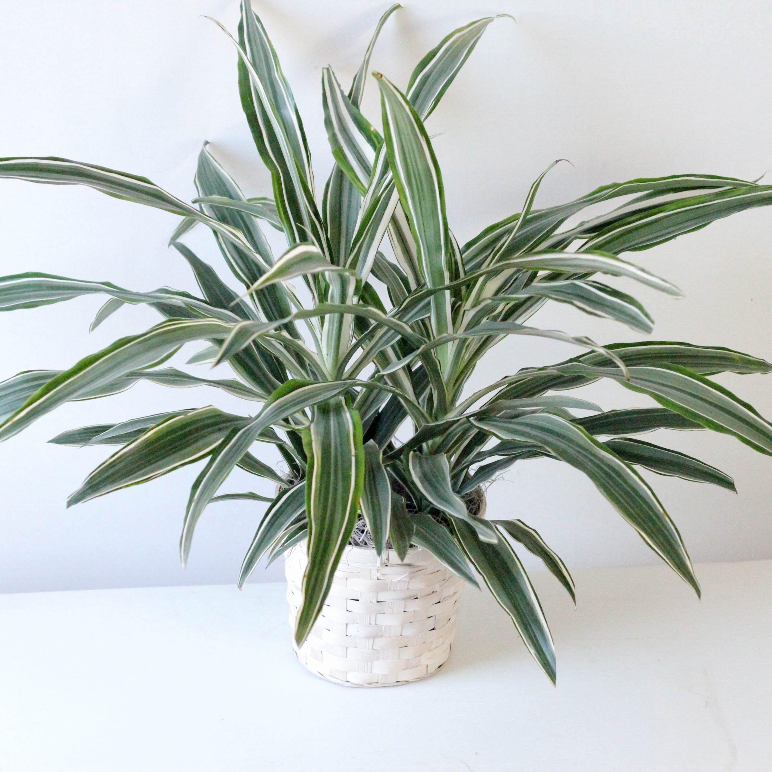 Dracaena- 6" Fragrans X1 - Image 2