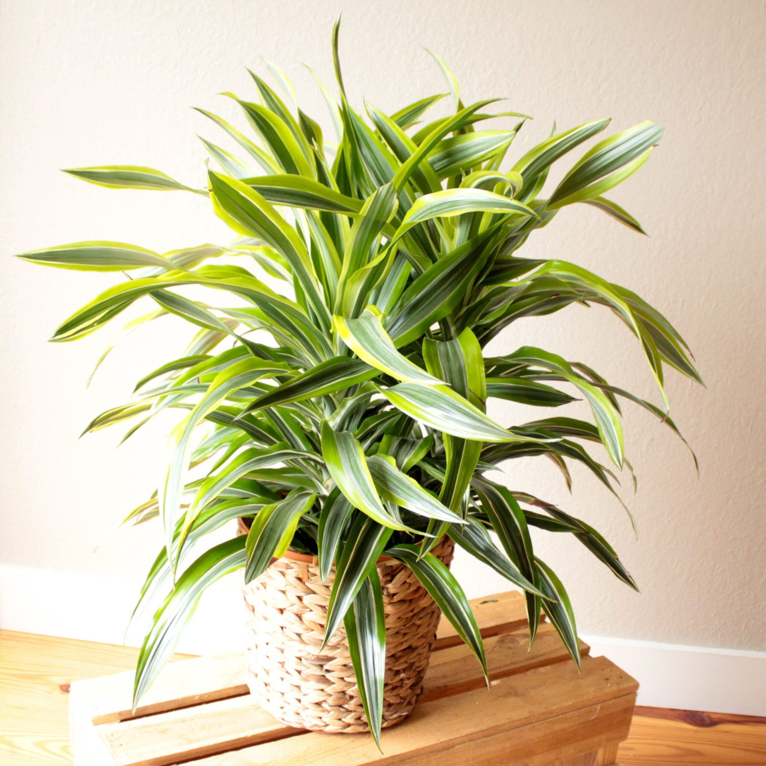 Dracaena- 10" Lemon Lime OUT