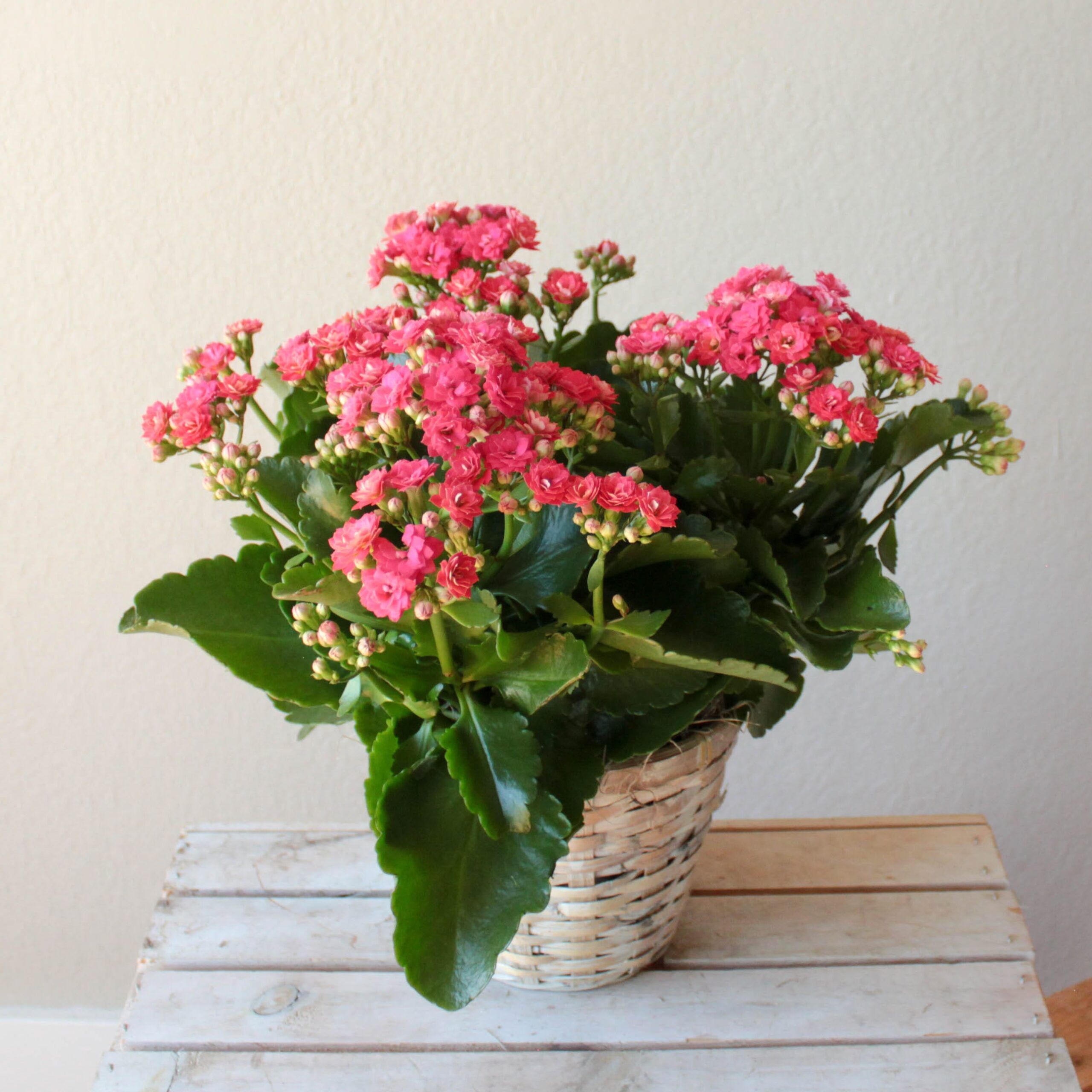 Kalanchoe X