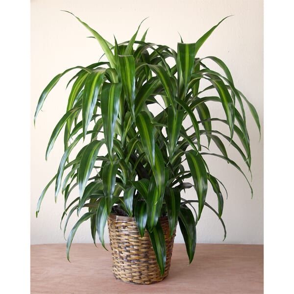 Dracaena- 10" Lemon Lime OUT - Image 3