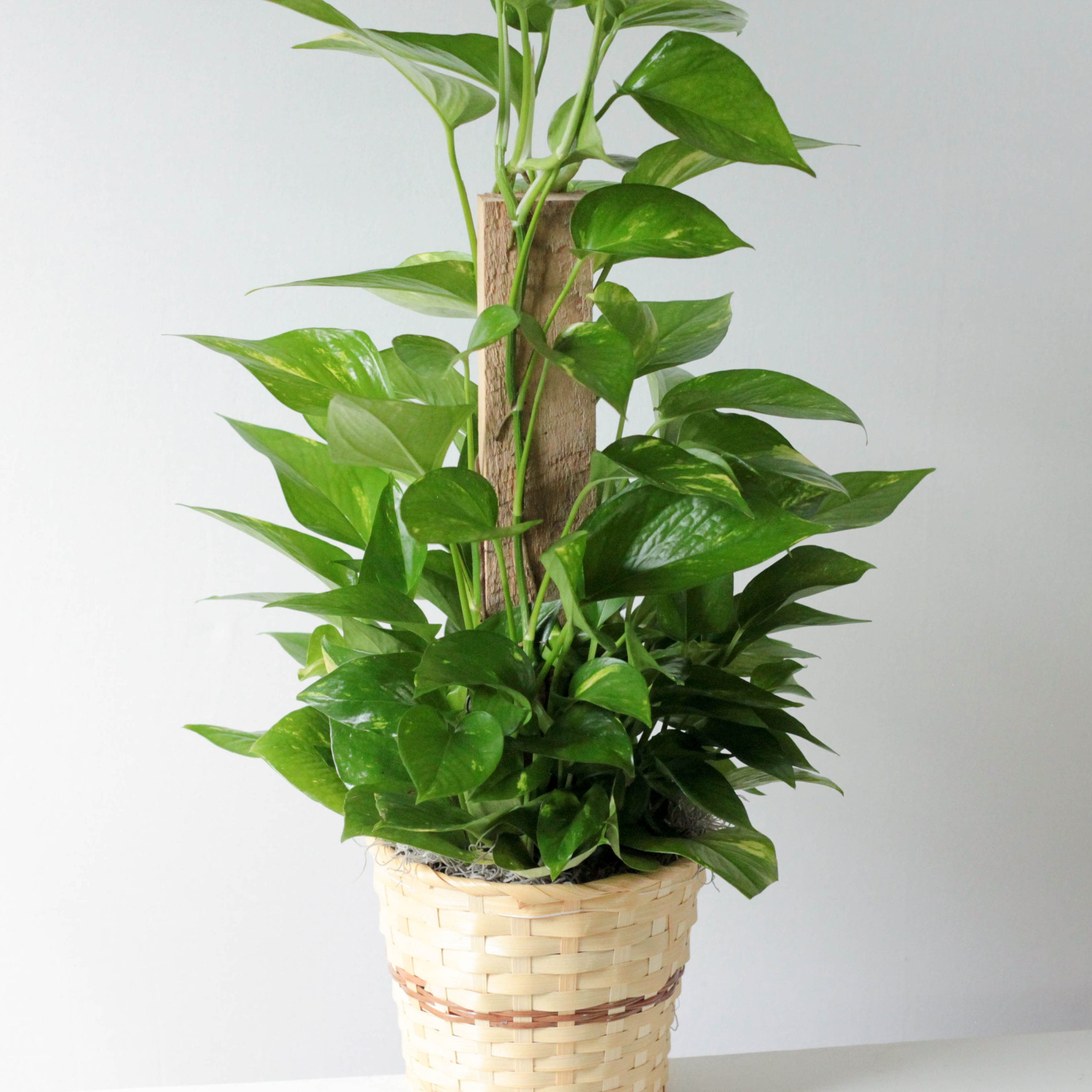 Pole Ivy- 6". X1 - Image 2