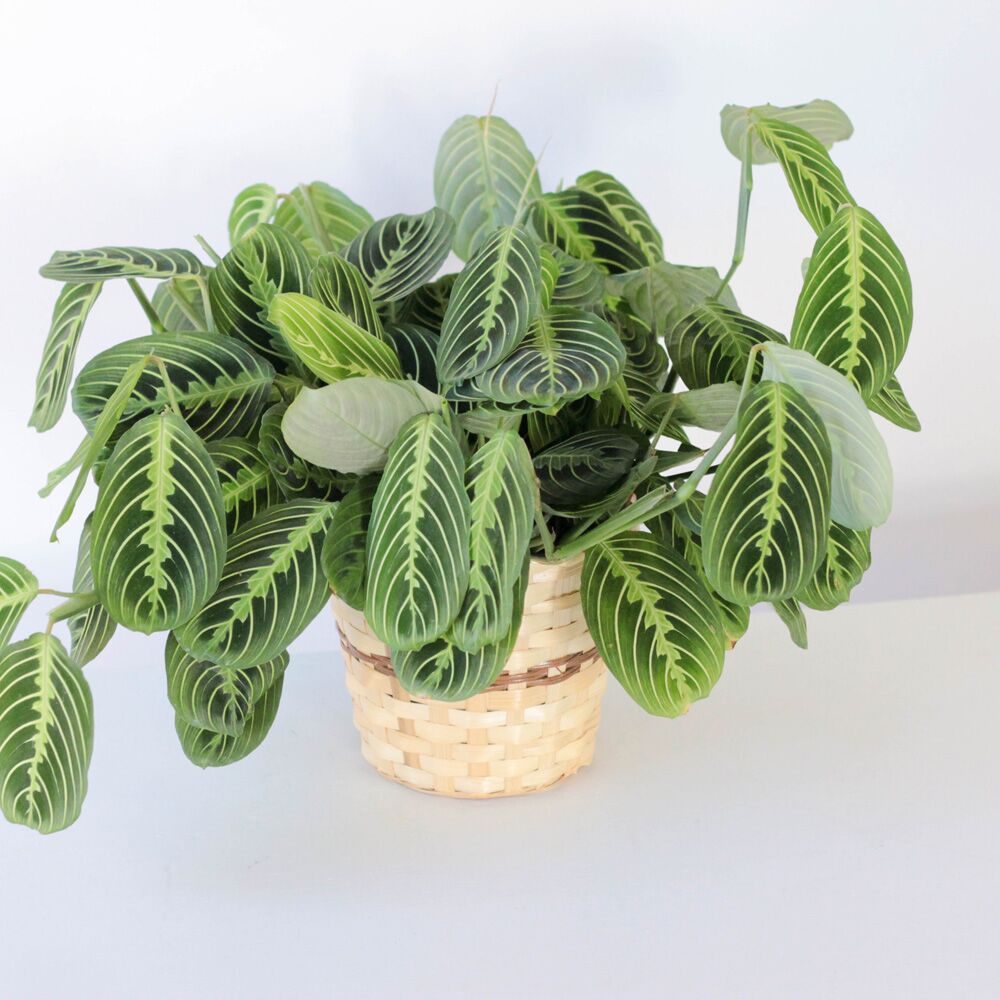 Maranta Leuconeura- 6" X (OUT) - Image 3