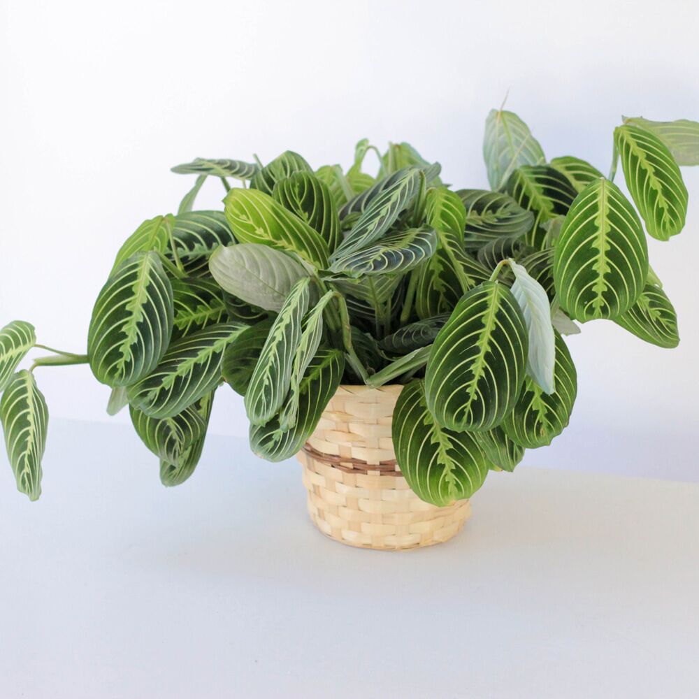 Maranta Leuconeura- 6" X (OUT) - Image 2