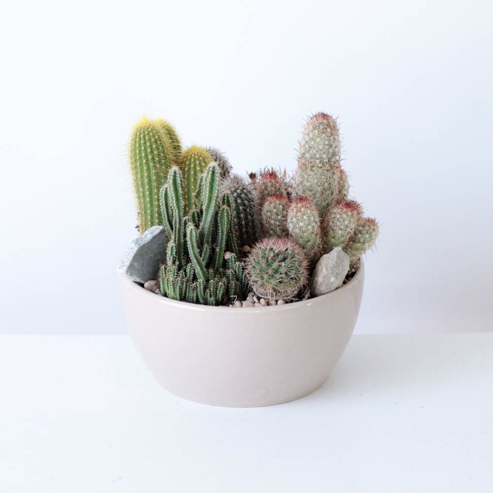 Cactus Garden Bowl