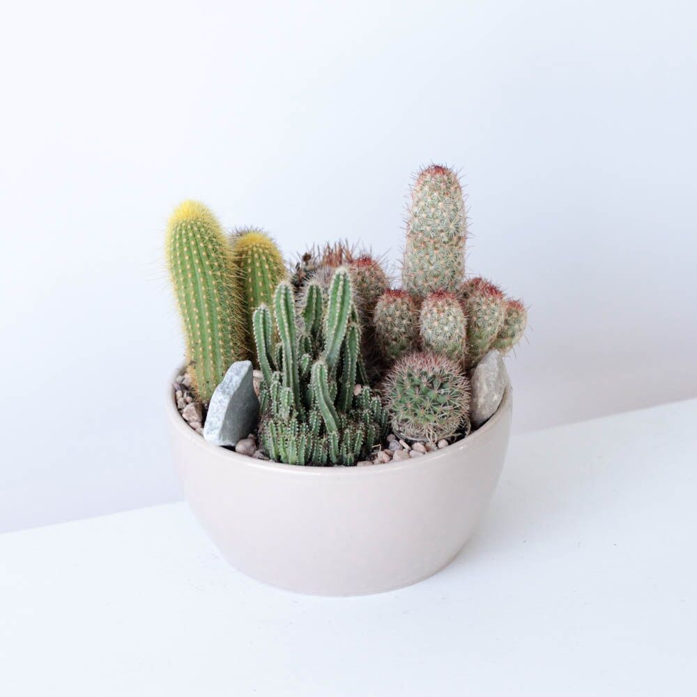 Cactus Garden Bowl - Image 2