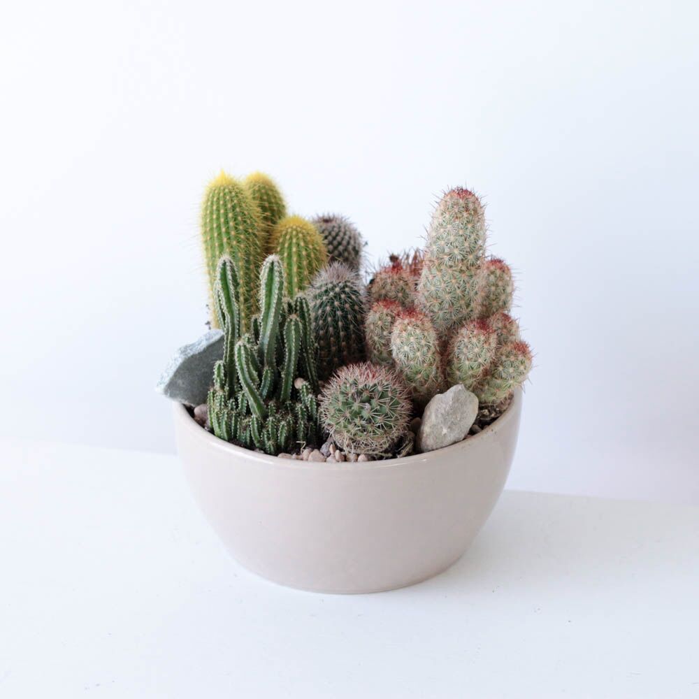 Cactus Garden Bowl - Image 3