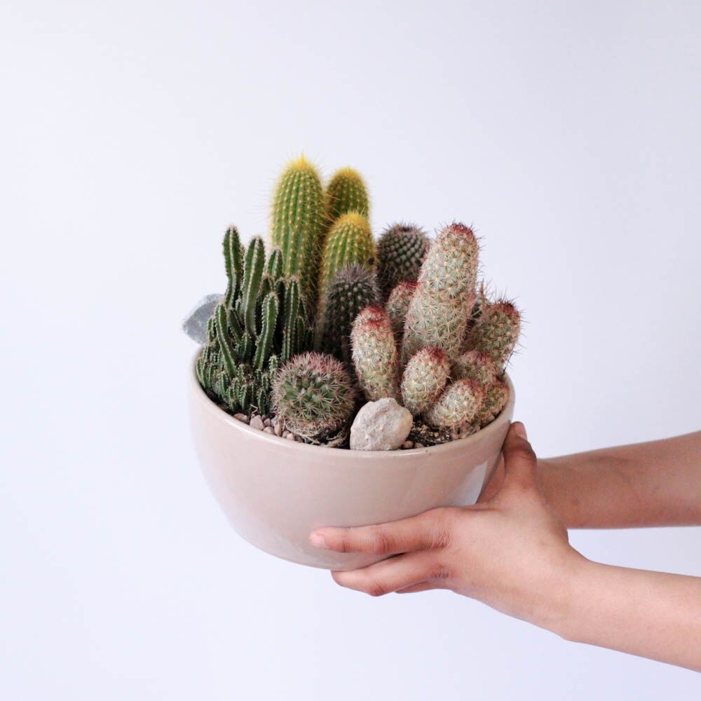 Cactus Garden Bowl - Image 4