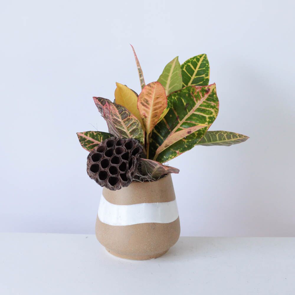 Potted Croton - 4" X