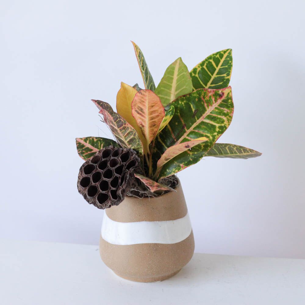 Potted Croton - 4" X - Image 3
