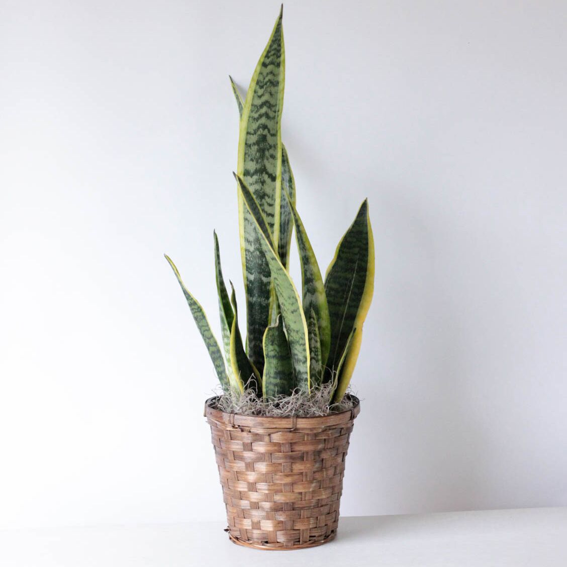 Sansevieria - 6" Potted Plant